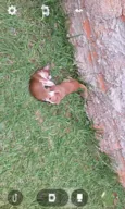 Fofinhos