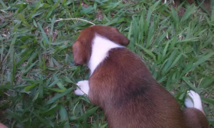 Cachorro raça  idade 2 a 6 meses nome Fofinhos