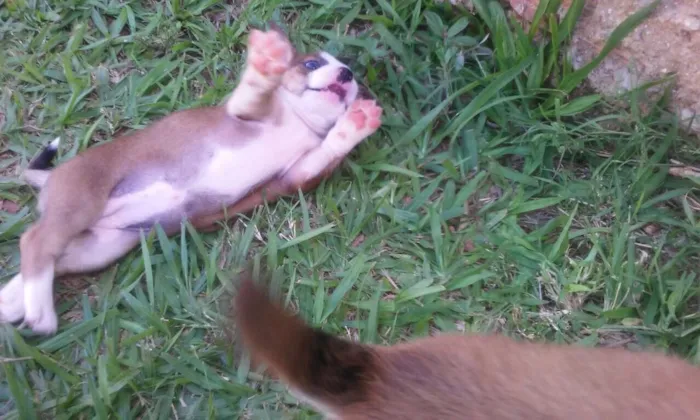 Cachorro raça  idade 2 a 6 meses nome Fofinhos