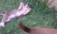 Fofinhos
