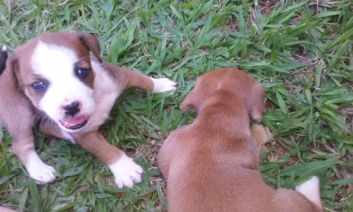 Cachorro raça  idade 2 a 6 meses nome Fofinhos