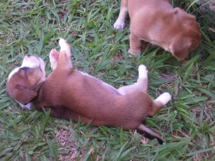Cachorro raça  idade 2 a 6 meses nome Fofinhos