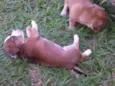 Fofinhos