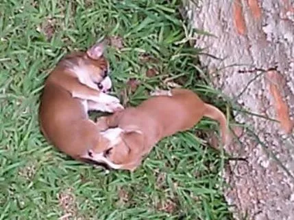 Cachorro raça  idade 2 a 6 meses nome Fofinhos