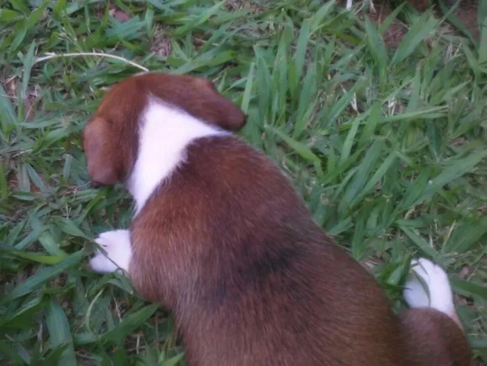 Cachorro raça  idade 2 a 6 meses nome Fofinhos