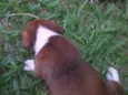 Fofinhos