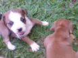 Fofinhos