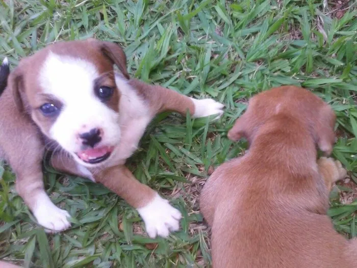 Cachorro raça  idade 2 a 6 meses nome Fofinhos