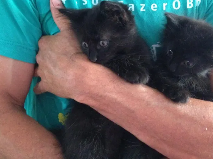 Gato ra a SRD idade Abaixo de 2 meses nome Nao tem