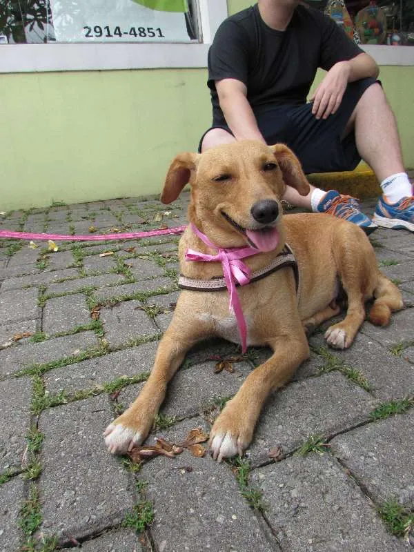 Cachorro ra a SRD idade 3 anos nome Belinha