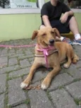 Belinha