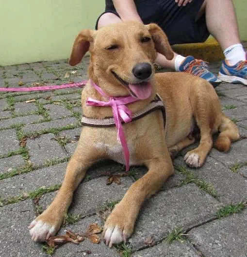 Cachorro ra a SRD idade 3 anos nome Belinha