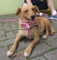 Belinha