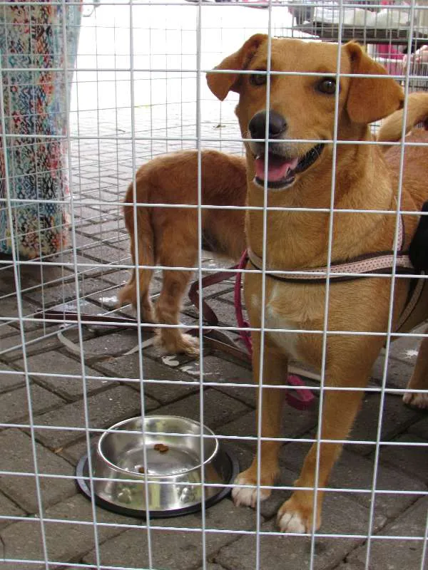 Cachorro ra a SRD idade 3 anos nome Belinha