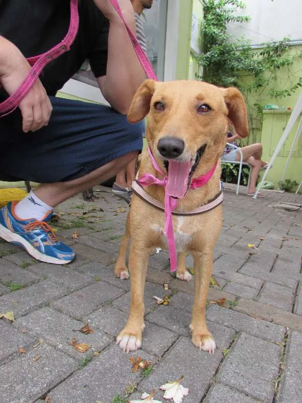 Cachorro ra a SRD idade 3 anos nome Belinha