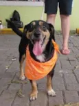 Neguinho