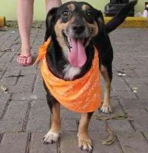 Cachorro raça SRD idade 2 anos nome Neguinho