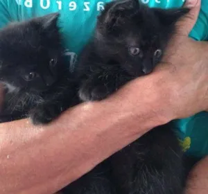 Gato raça SRD idade Abaixo de 2 meses nome Nao tem