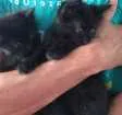 Gato raça SRD idade Abaixo de 2 meses nome Nao tem