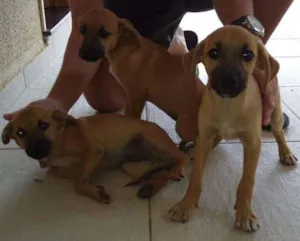 Cachorro raça vira lata idade  nome sem nome