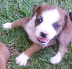 Cachorro raça  idade 2 a 6 meses nome Fofinhos