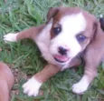 Fofinhos