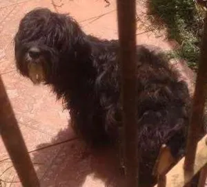 Cachorro raça Poodle idade 1 ano nome Pelé