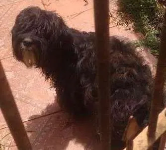 Cachorro ra a Poodle idade 1 ano nome Pelé
