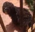 Cachorro raça Poodle idade 1 ano nome Pelé