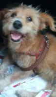 Pequenina