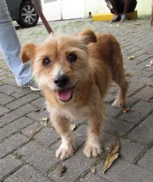 Cachorro raça SRD idade 5 anos nome Pequenina