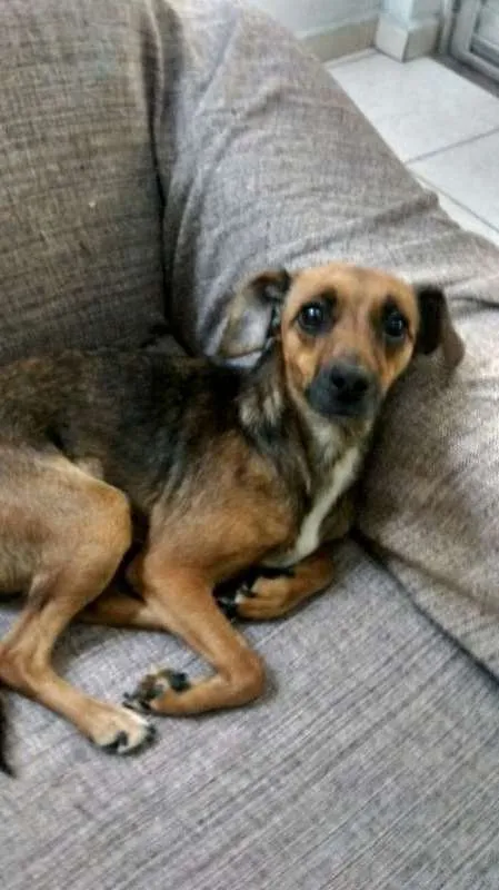 Cachorro ra a srd idade 1 ano nome Sem nome