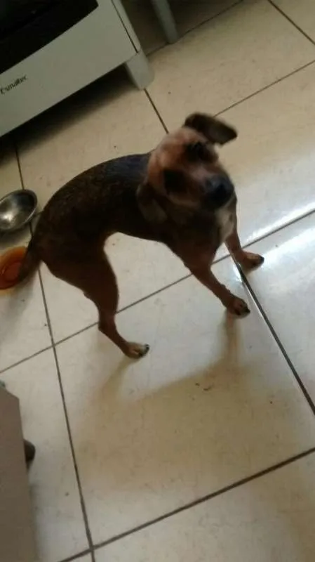 Cachorro ra a srd idade 1 ano nome Sem nome
