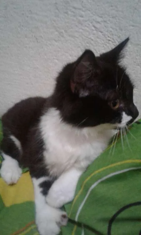 Gato ra a SRD idade 7 a 11 meses nome Maia