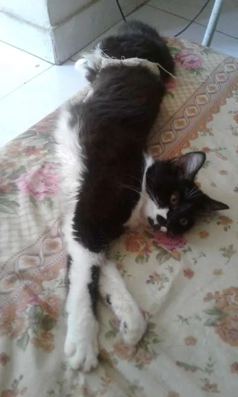 Gato ra a SRD idade 7 a 11 meses nome Maia