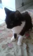 Maia