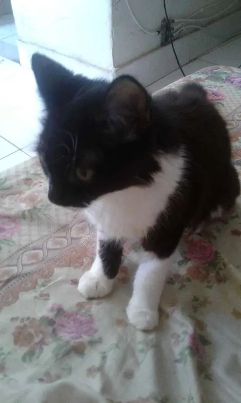 Gato ra a SRD idade 7 a 11 meses nome Maia