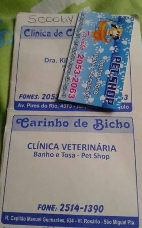 Cachorro ra a RND. idade 7 a 11 meses nome SCOOBY