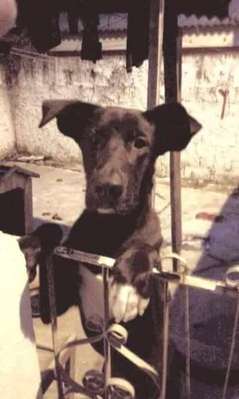 Cachorro ra a RND. idade 7 a 11 meses nome SCOOBY