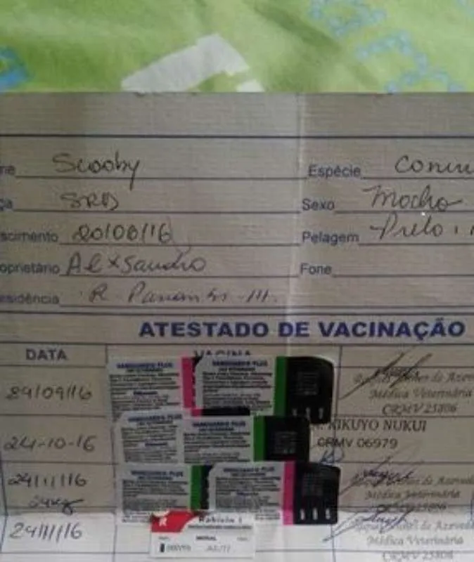 Cachorro ra a RND. idade 7 a 11 meses nome SCOOBY