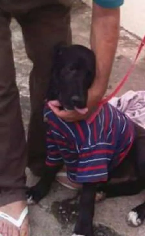Cachorro ra a RND. idade 7 a 11 meses nome SCOOBY