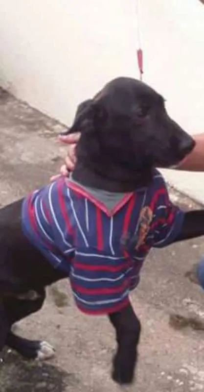 Cachorro ra a RND. idade 7 a 11 meses nome SCOOBY