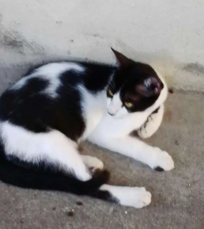 Gato raça RND idade 2 a 6 meses nome Malhado