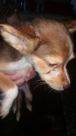 Cachorro raça Vira-lata idade 2 a 6 meses nome ***SEM NOME***