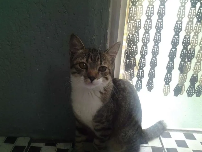 Gato ra a  idade 2 a 6 meses nome Não têm