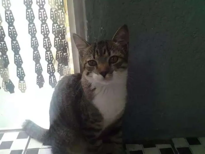 Gato ra a  idade 2 a 6 meses nome Não têm