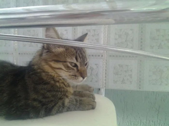 Gato ra a - idade 2 a 6 meses nome Não tem