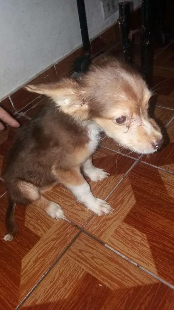 Cachorro ra a Vira-lata idade 2 a 6 meses nome ***SEM NOME***