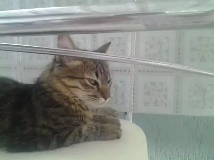 Gato ra a - idade 2 a 6 meses nome Não tem