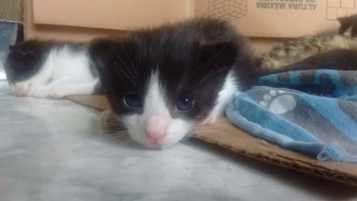 Gato ra a - idade  nome Recém nascidos